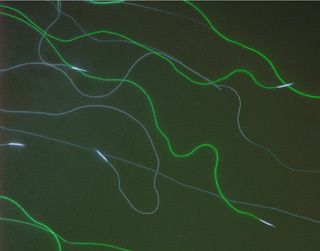 Fruit fly sperm cells shown as long fluorescent green squiggly lines.